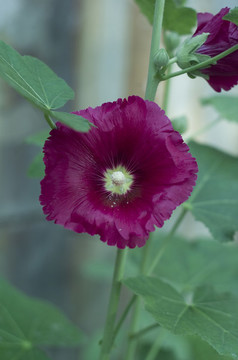花草