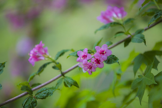 錦帶花