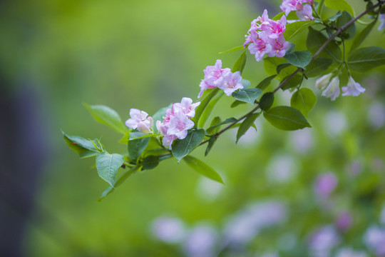 錦帶花