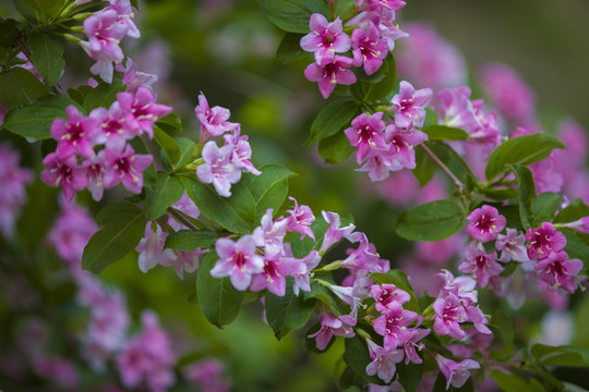 錦帶花