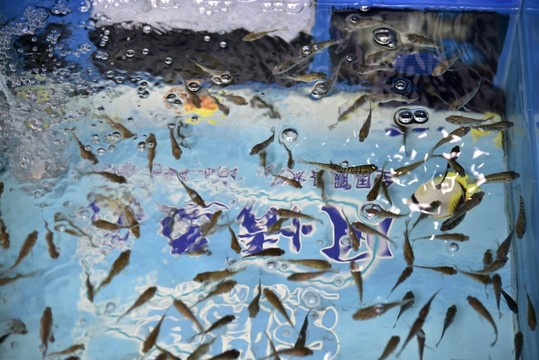 魚療