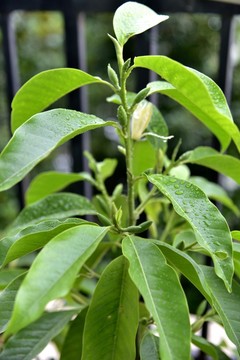 白蘭花