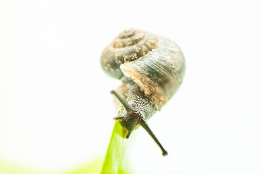 蝸牛