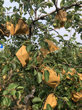 蘋(píng)果套袋植物套袋