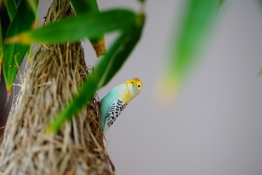 鸚鵡模型