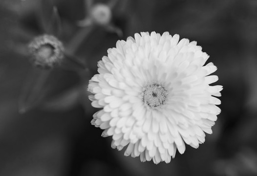 花卉