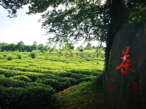 謝裕大茶博園