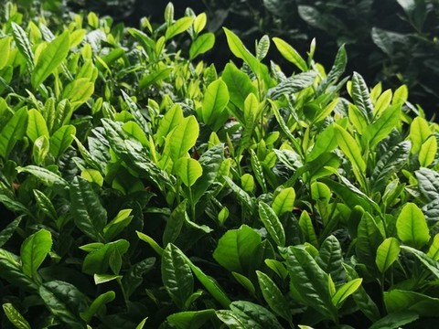 謝裕大茶博園
