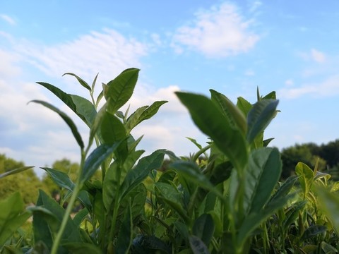 謝裕大茶博園