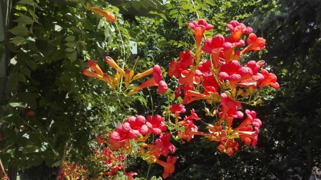 凌霄花