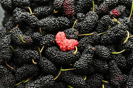 桑葚mulberry