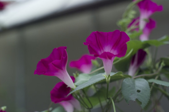 花草