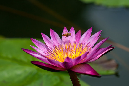 睡蓮花