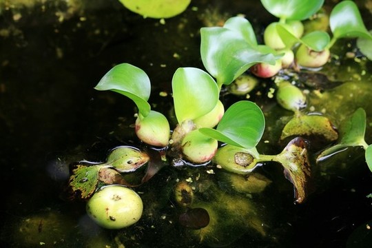 水葫蘆