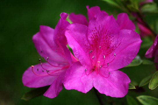 公園杜鵑花