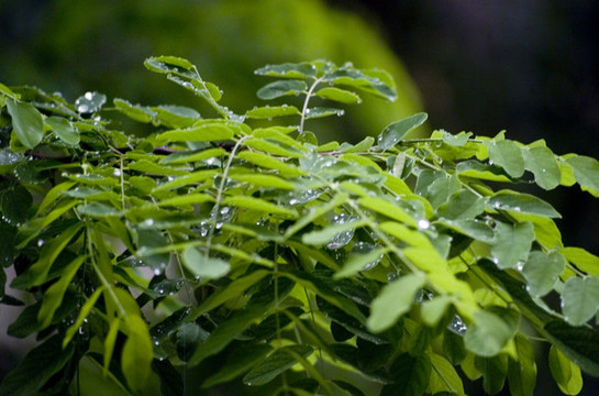 雨中的槐葉