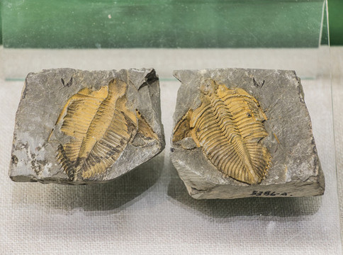 古代王冠蟲化石