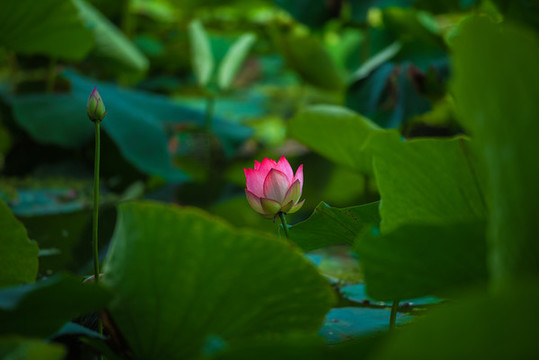 荷花