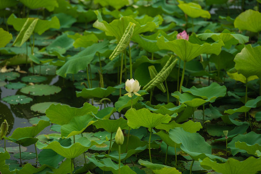 荷花