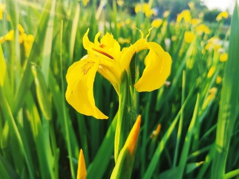 鳶尾花
