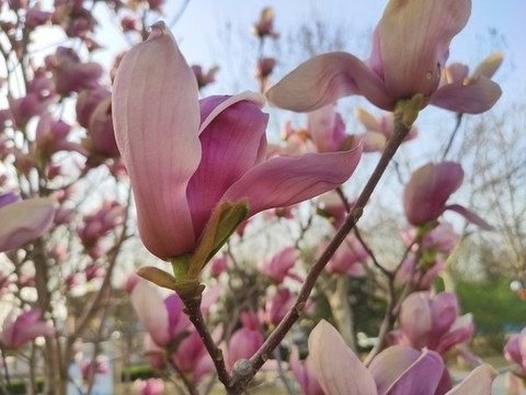 玉蘭花