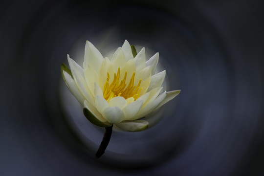 蓮花