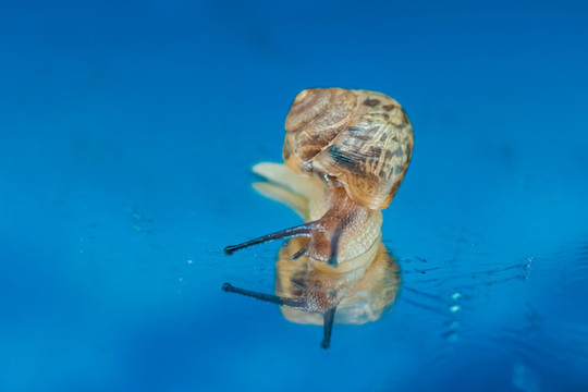 蝸牛