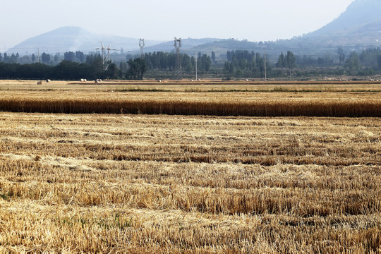 山村麥地