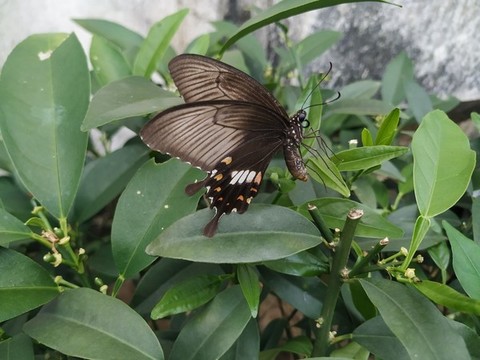 蝴蝶