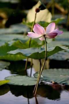 荷花