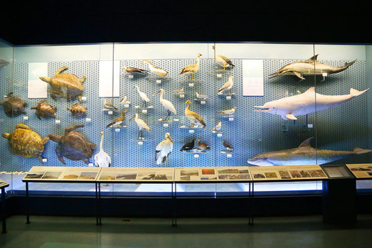 野生動物標本墻展覽