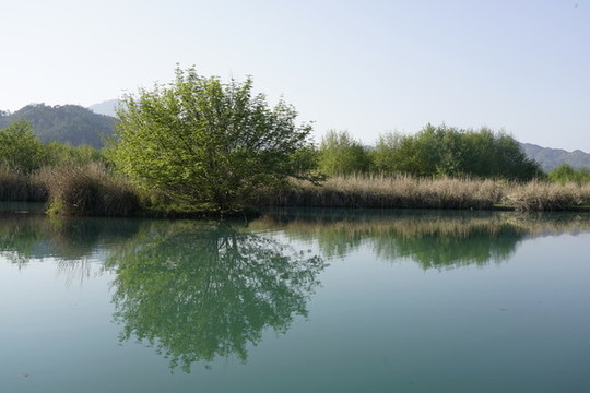 樹木倒影
