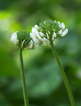 三葉草