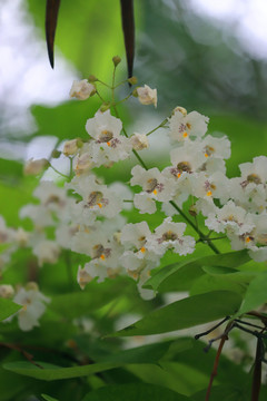 梓树开花的低调美