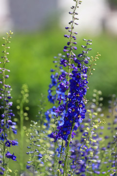 翠雀花高清