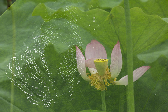 荷花