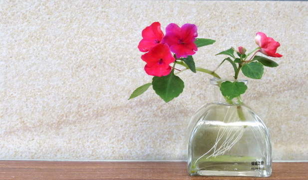 花兒