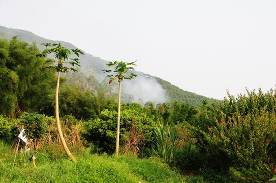 鄉(xiāng)村小景