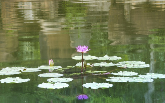 荷花