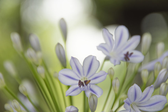 紫嬌花