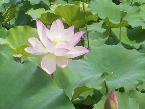 荷花