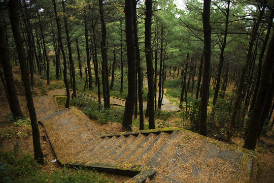 森林山道