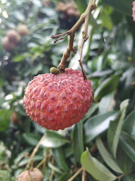 荔枝