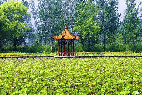 荷塘涼亭