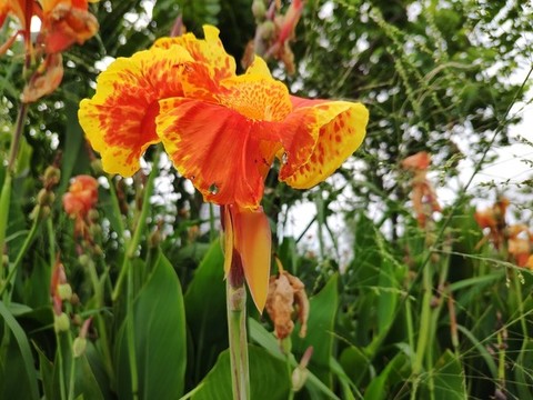 小花美人蕉