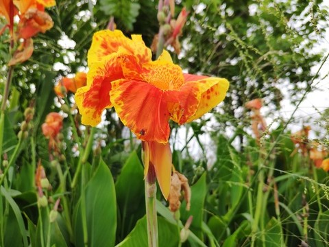 紅艷蕉