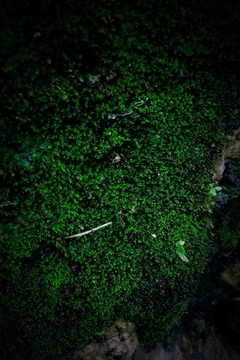 苔蘚