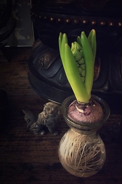 風(fēng)信子