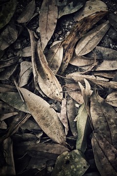 枯葉