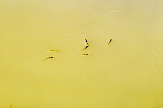 小魚
